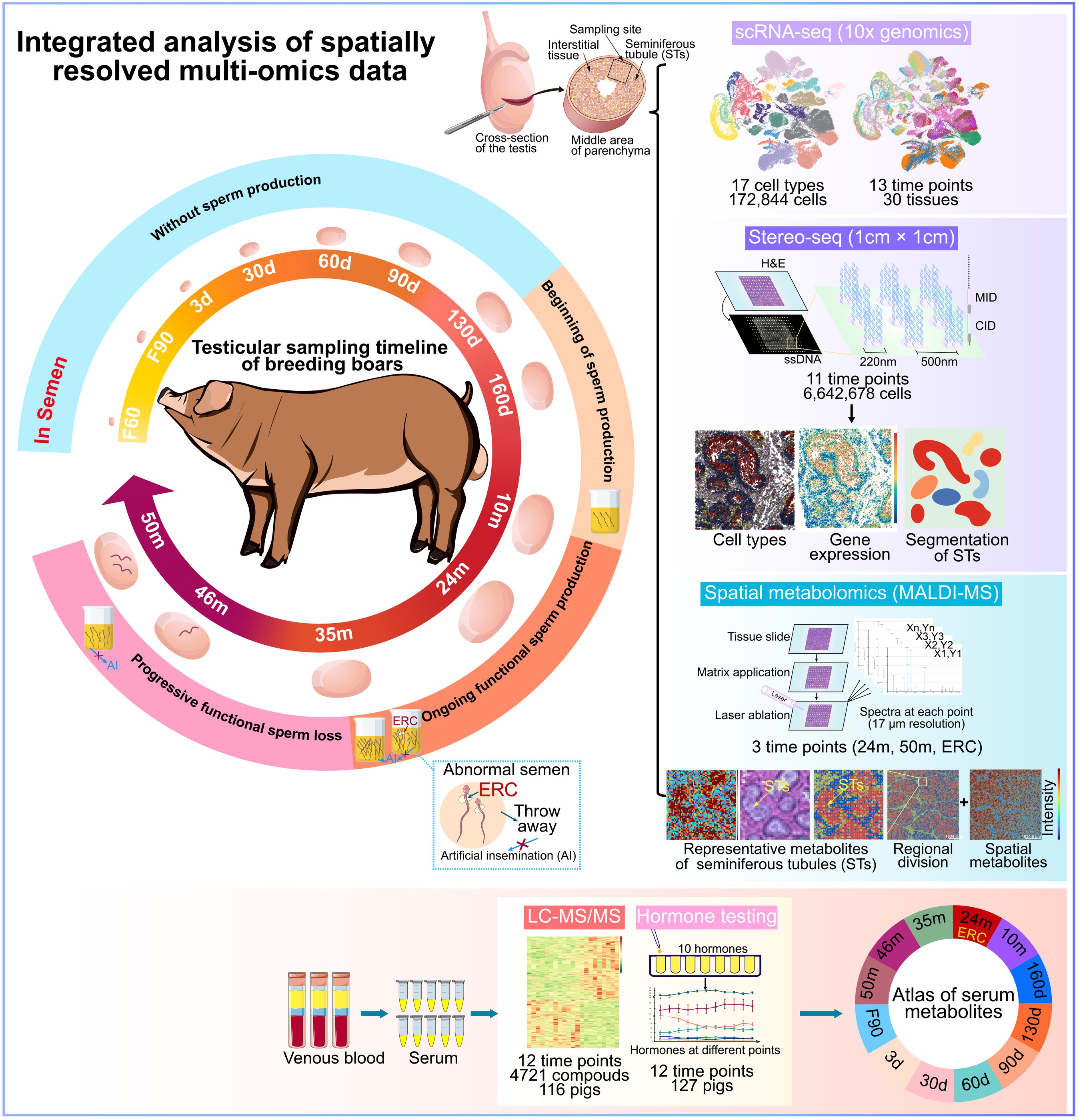 Integrated analysis of spatially resolved multi-omics data across pig testicular developmental stages