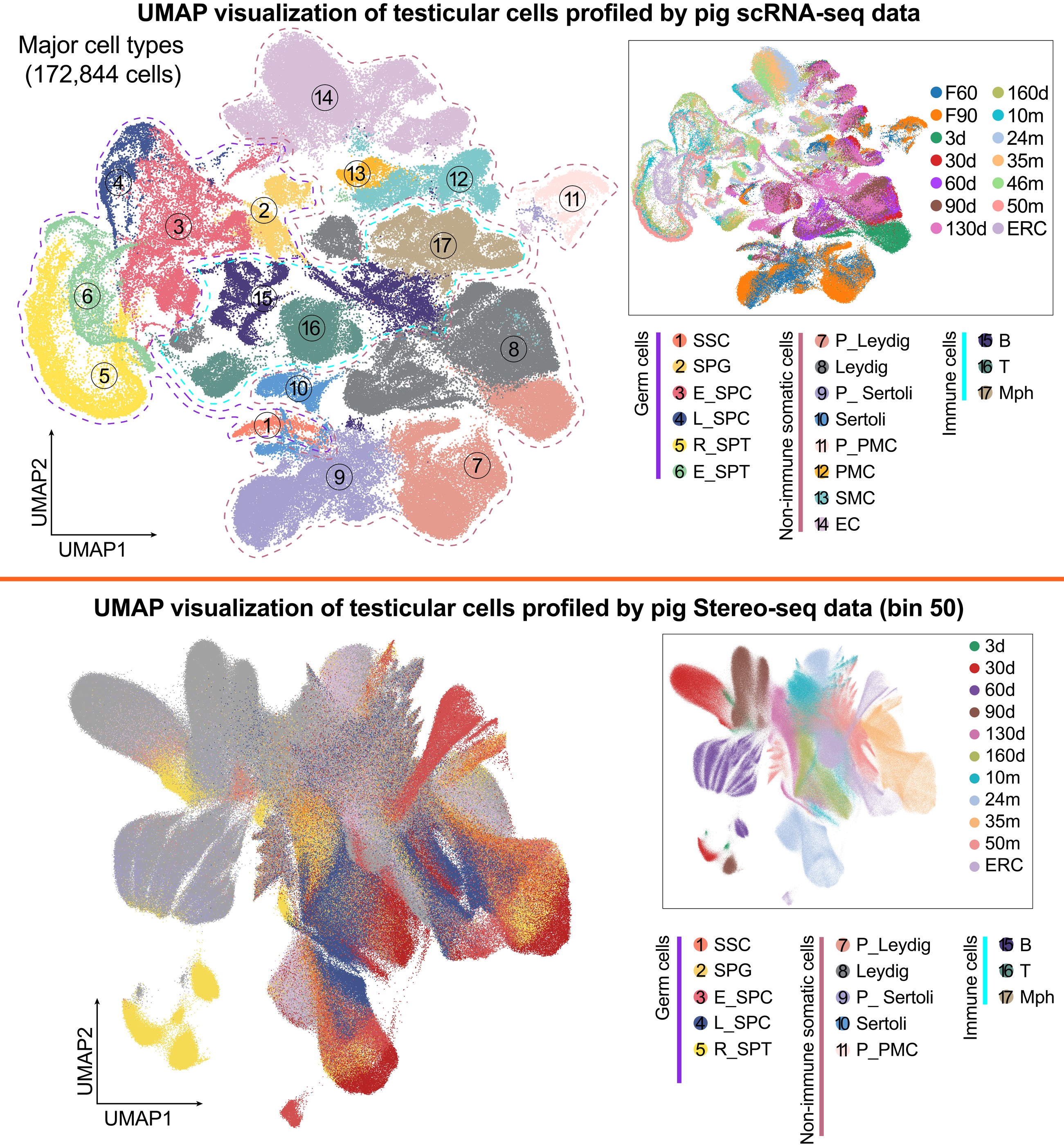 UMAP visualization of testicular cells profiled by pig scRNA-seq data