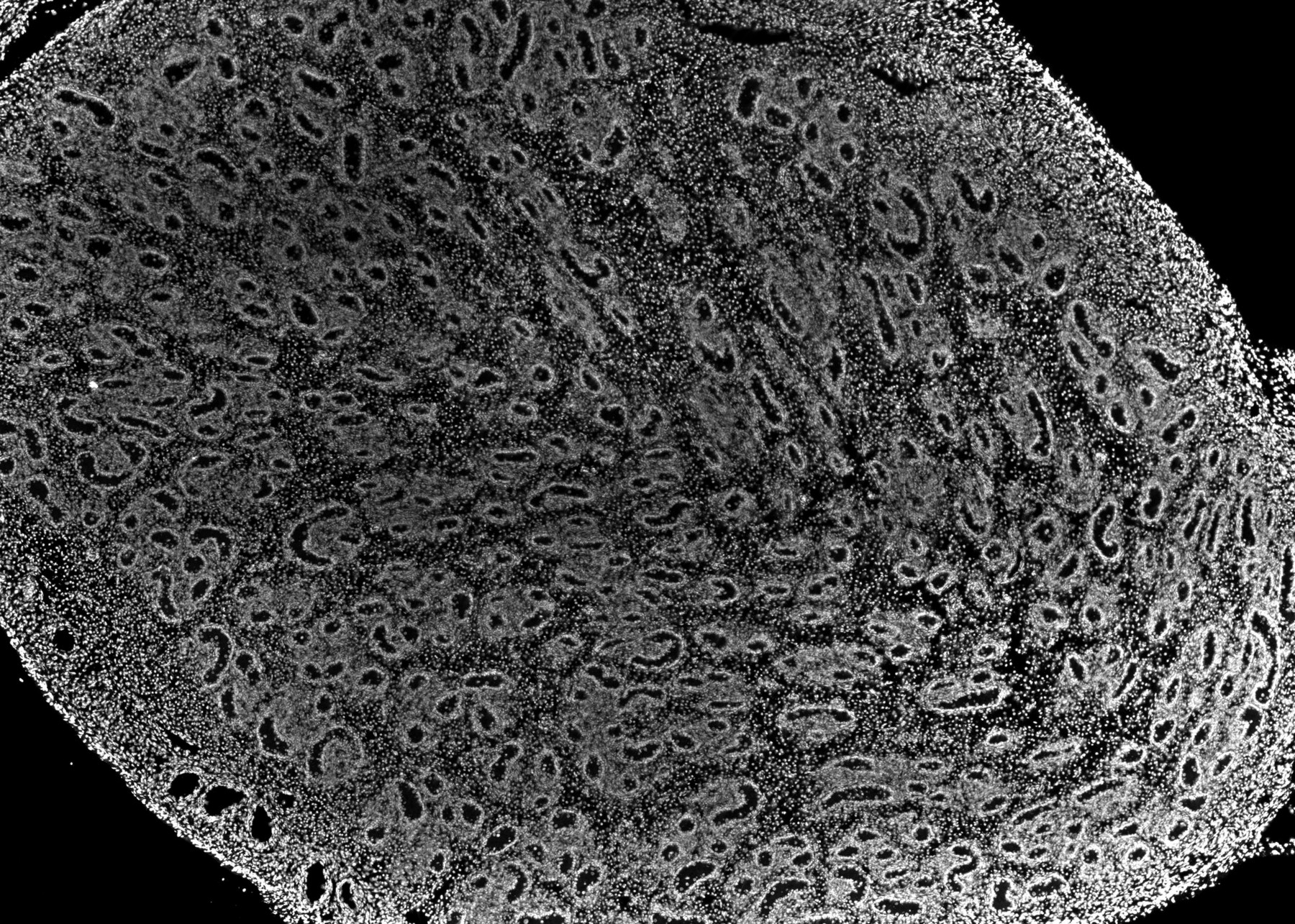 ssDNA 3d