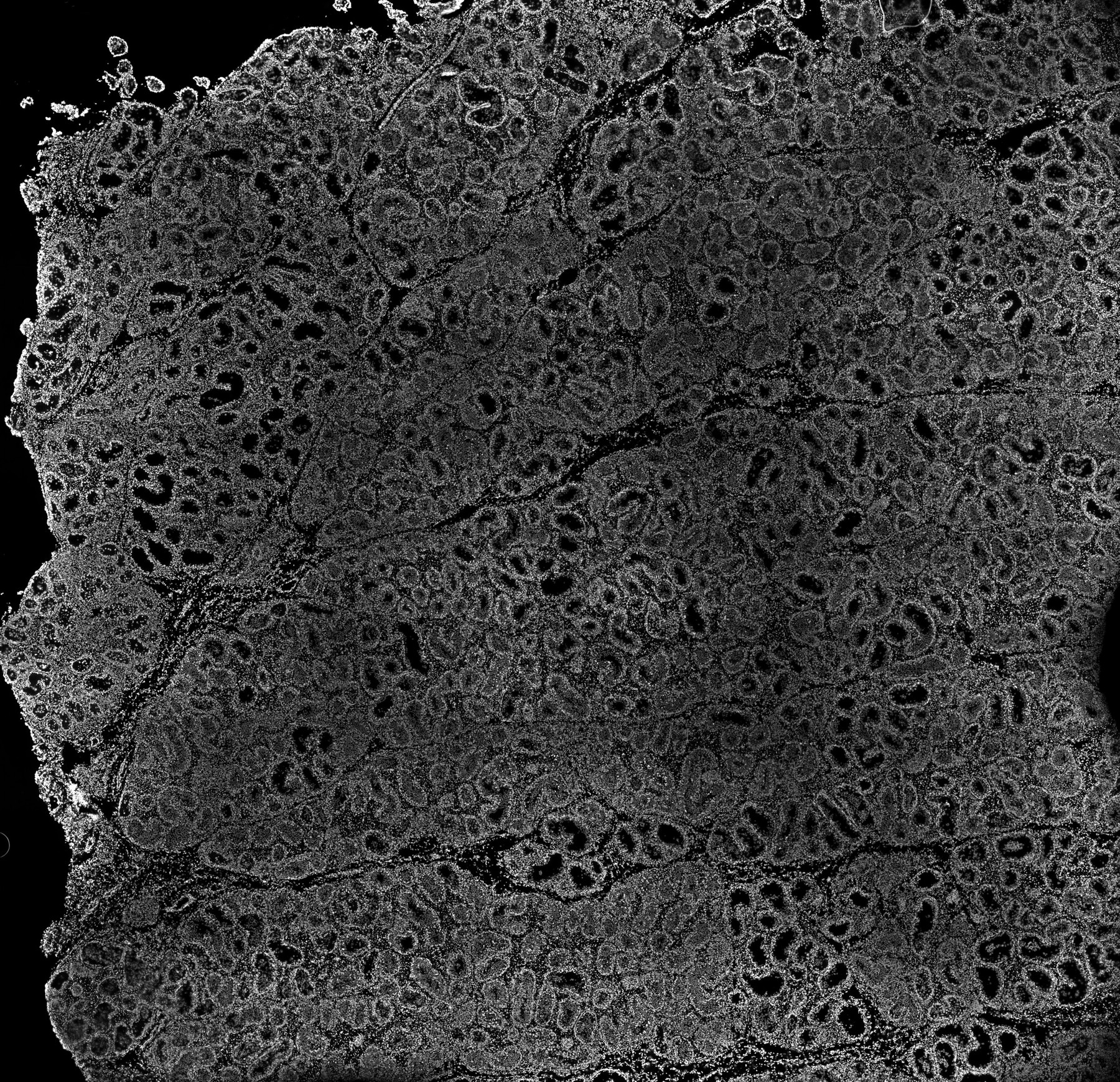 ssDNA 130d