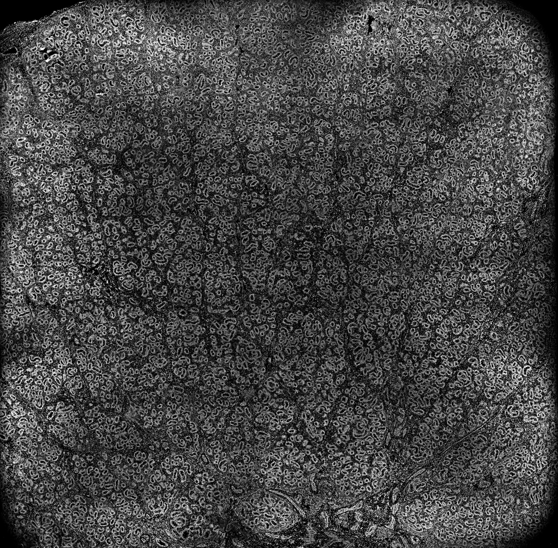 ssDNA 90d