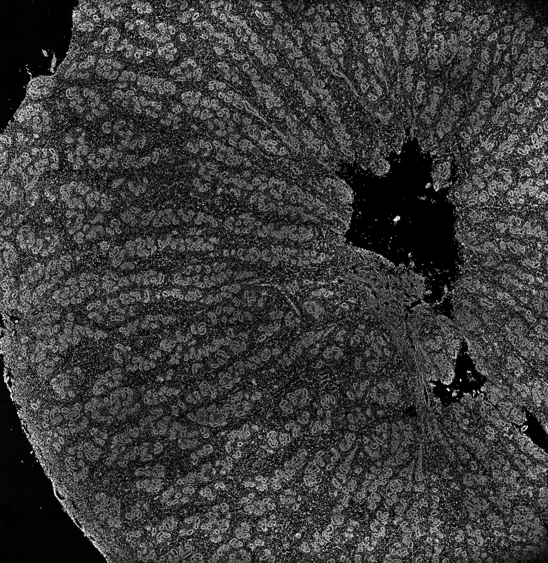ssDNA 30d