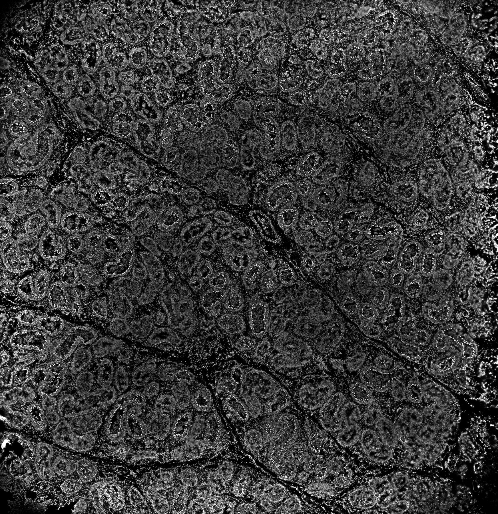 ssDNA 24m